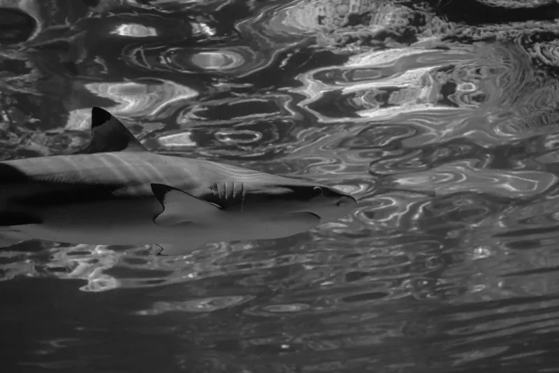 The Collapse Beneath the Surface: What Happens to US Coastal Ecosystems When Their Largest Predators Disappear