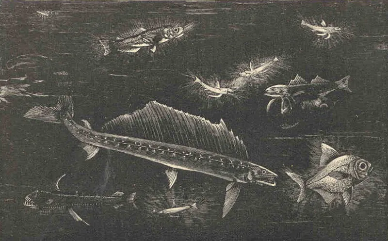 Light from the Abyss: How Bioluminescence Is Becoming a Diagnostic Instrument for Deep-Ocean Health