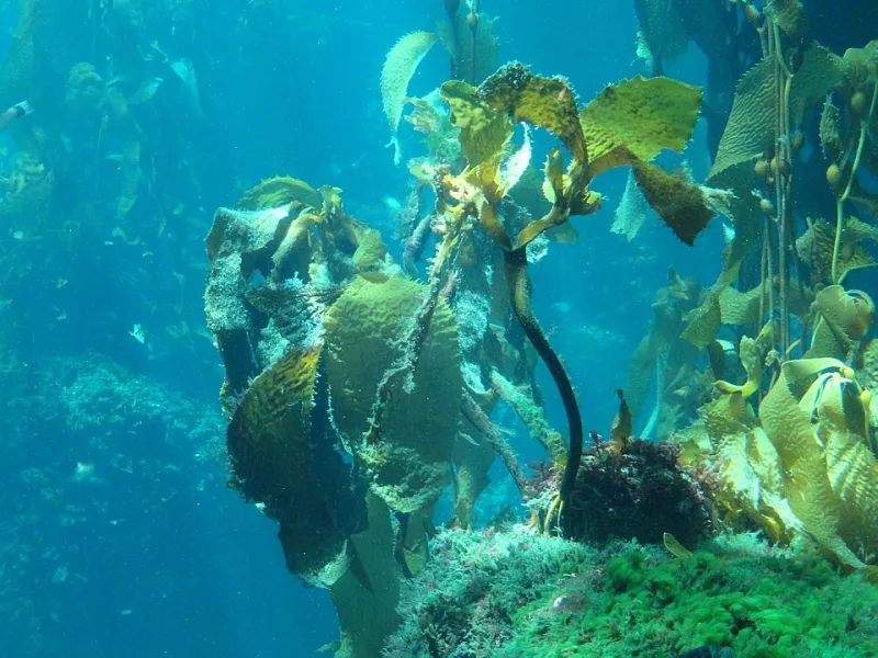 From Barren Seafloor to Living Forest: The Long Road Back for California's Kelp