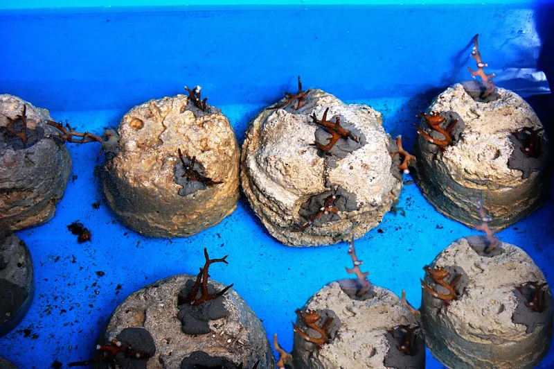 Fragile Futures: Why the Promise of Coral Restoration May Be Outpacing the Science Behind It