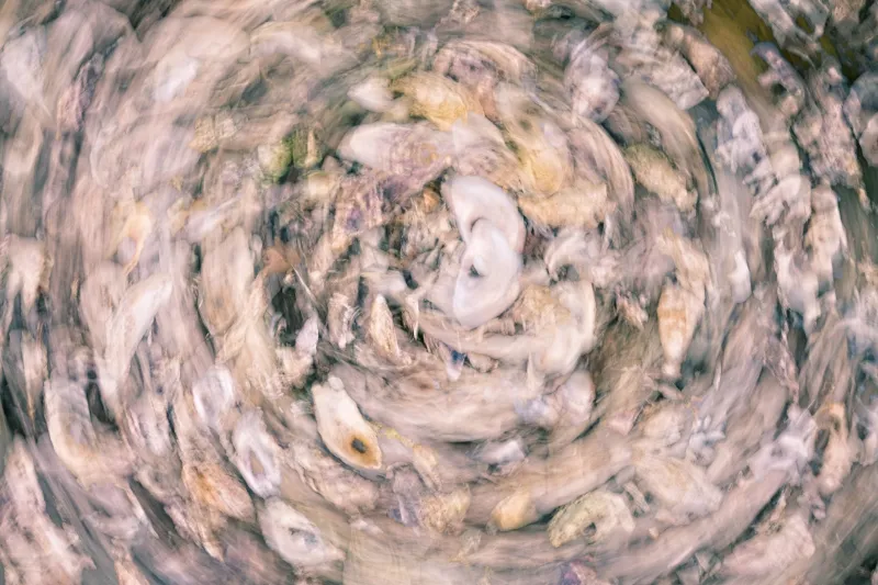 Dissolving Foundations: How Falling Ocean pH Is Undermining Shell-Building Life Across US Coastal Waters