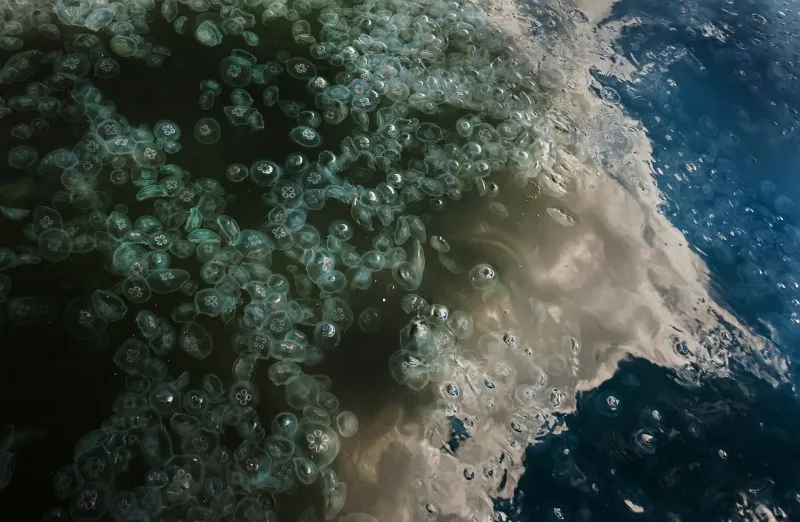 Bloom and Gloom: Rethinking What Jellyfish Proliferation Actually Tells Us About US Coastal Waters