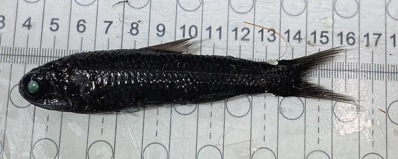 Ascending from the Deep: What Mesopelagic Predators Drifting Toward US Coastlines Are Telling Us About a Changing Ocean
