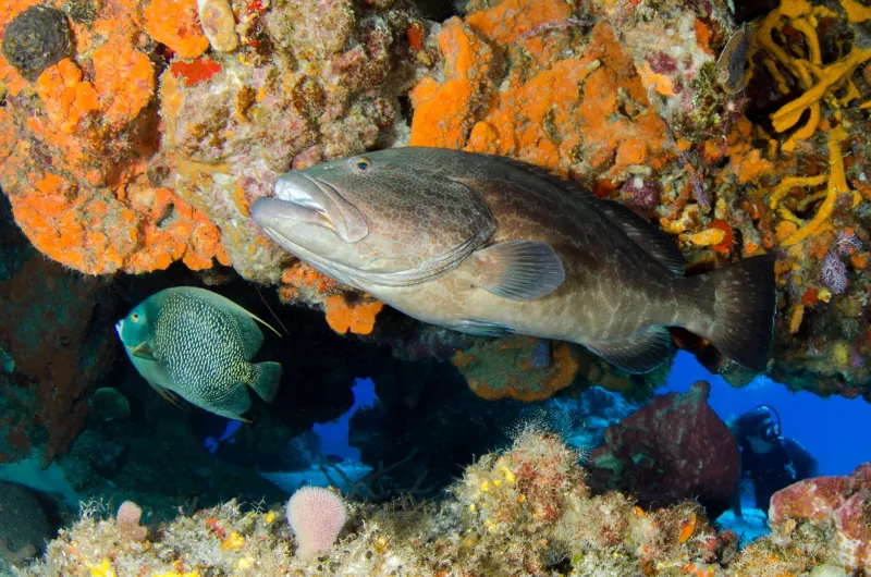 The Middle Tier Matters: How Losing Groupers, Snappers, and Jacks Is Quietly Unraveling US Fishery Food Webs