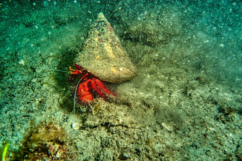 Scraping the Seafloor for Profit: The Phosphate Extraction Rush Threatening America's Pacific Fisheries
