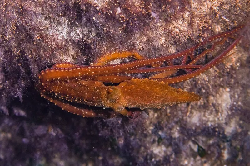 Rise of the Eight-Armed Opportunists: What Cephalopod Dominance Tells Us About Shifting Ocean Food Webs