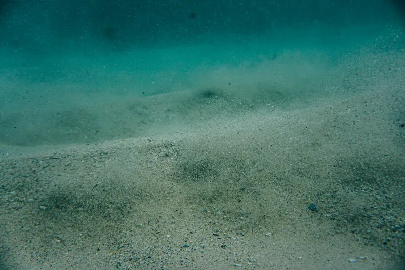 Beneath the Mud: How Sediment Microbes Are Silently Governing the Fate of America's Coastal Fisheries