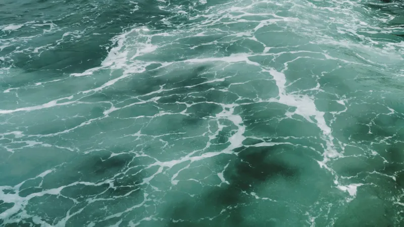 Carried Away: How Shifting Ocean Currents Are Redrawing the Map of Marine Life Along US Coastlines