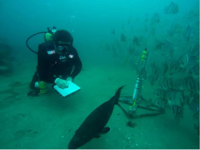Sound Science: How Hydrophone Networks Are Giving Marine Conservationists a New Ear on US Coastal Waters