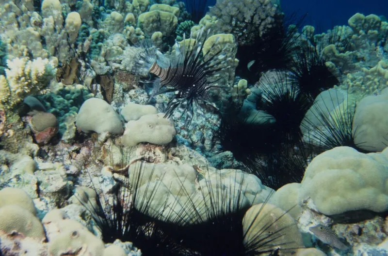 Unwelcome Arrivals: The Battle to Contain Non-Native Species Along America's Coastlines