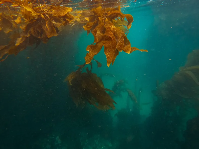 Urchin Barrens: How Purple Sea Urchins Are Dismantling the West Coast's Kelp Ecosystem One Holdfast at a Time