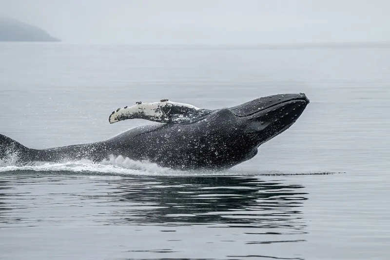 The Whale as a Living Pump: Rethinking Cetaceans as Architects of Ocean Fertility